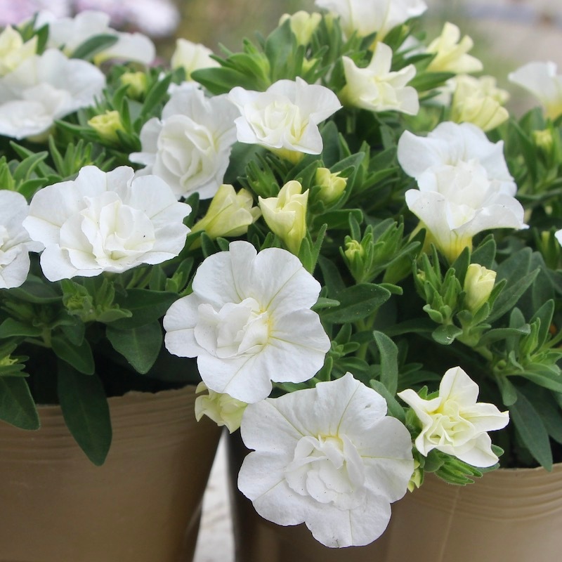 カリブラコア・ウノダブル「ホワイト」(3.5号ポット) カリブラコア・ウノダブル「ホワイト」(3.5号ポット)