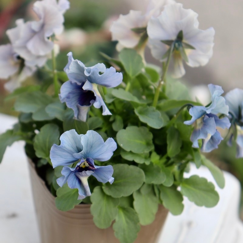 画像の現品!! 石川園芸さんのビオラ「レディ」＜23-21＞