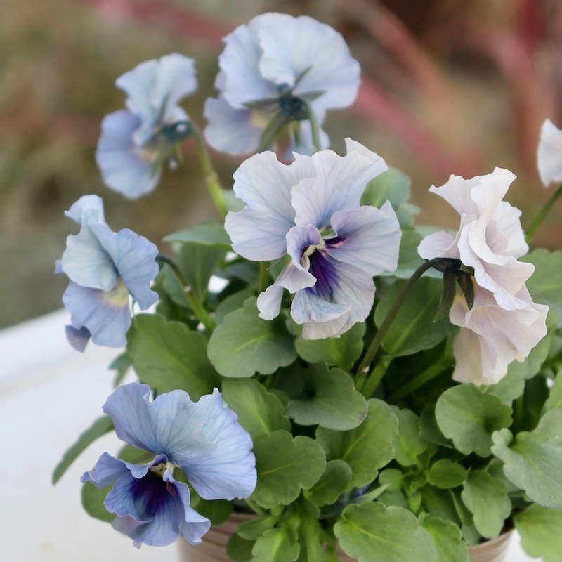 画像の現品!! 石川園芸さんのビオラ「レディ」＜23-21＞