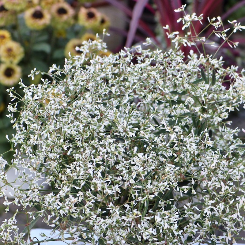 ユーフォルビア 9cm ダイヤモンドフロスト、スターブラスト(オマケ付き) ユーフォルビア 9cm ダイヤモンドフロスト、スターブラスト(オマケ付き)