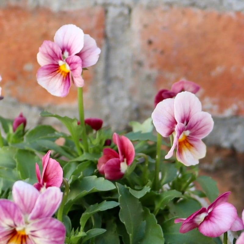 Green Farmv Village(奥田園芸)さん育種のときめきビオラ