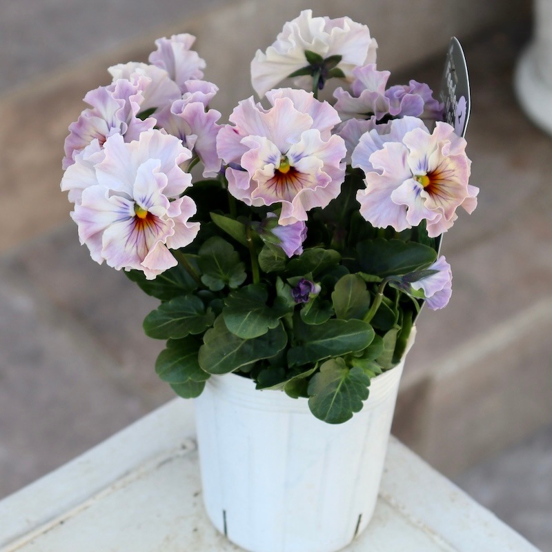 激レア品の限定販売】現品1点限り☆桂楓園さんのパンジー「フェデ