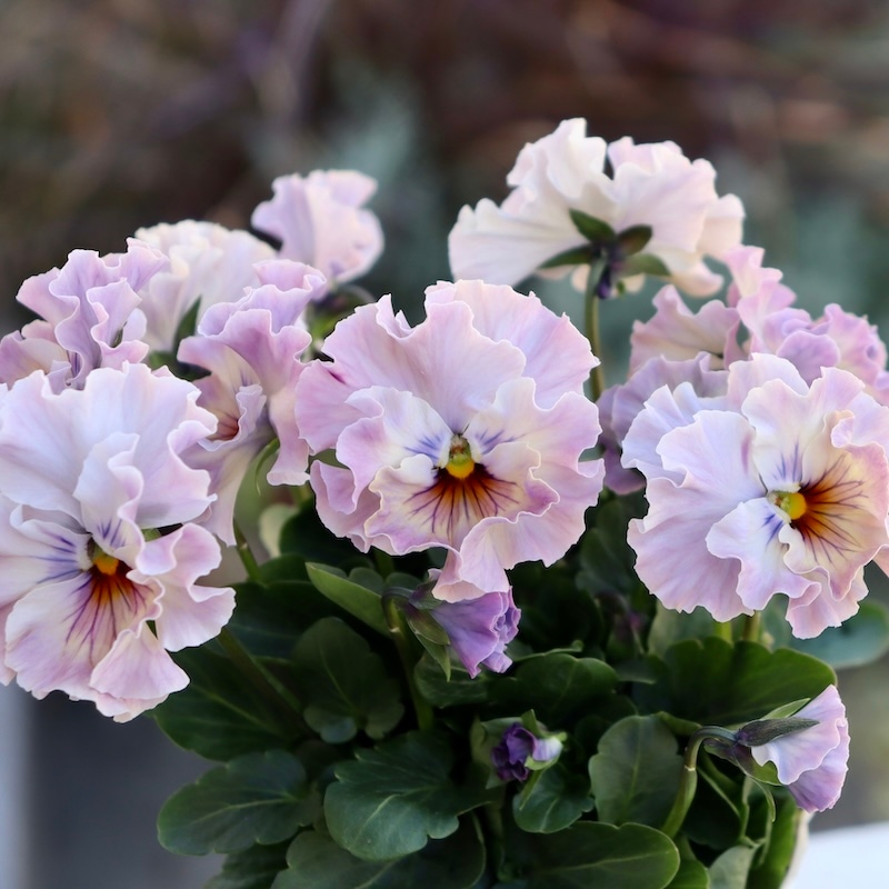 激レア品の限定販売】現品1点限り☆桂楓園さんのパンジー「フェデ