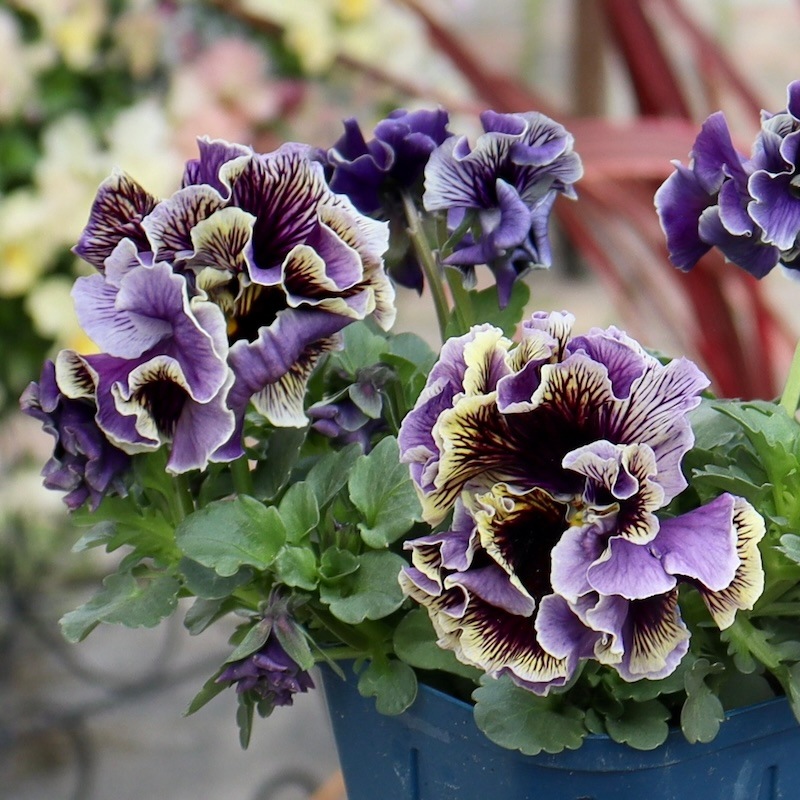 1点限りのスペシャル品!! 画像とほぼ同じ花☆サトウ園芸さんのパンジー