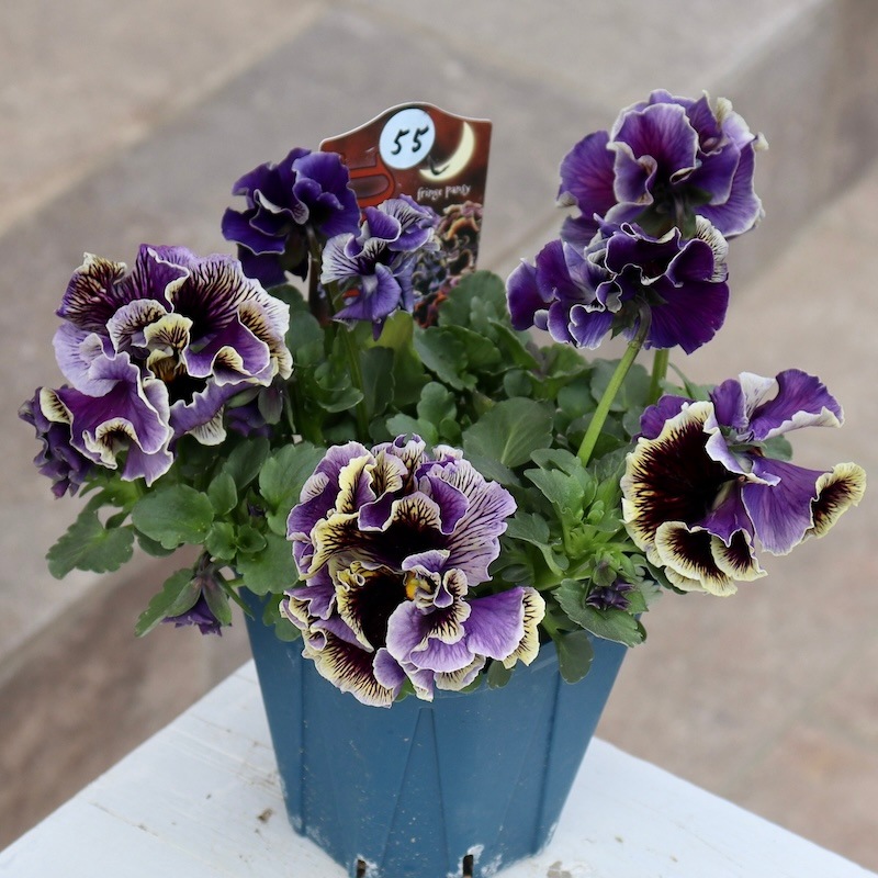 1点限りのスペシャル品!! 画像とほぼ同じ花☆サトウ園芸さんのパンジー