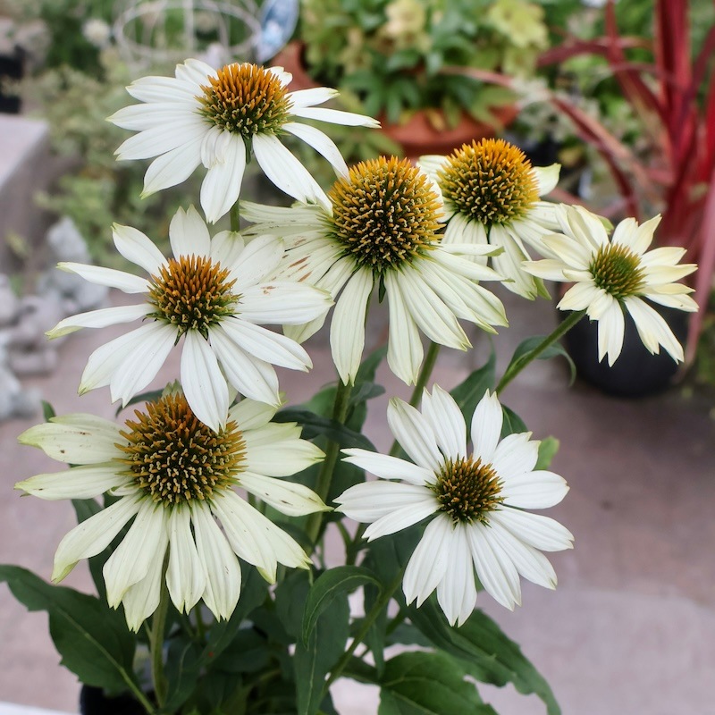 秋まで咲き続ける多年草】エキナセア・パウワウ「ホワイト」(3号ロング