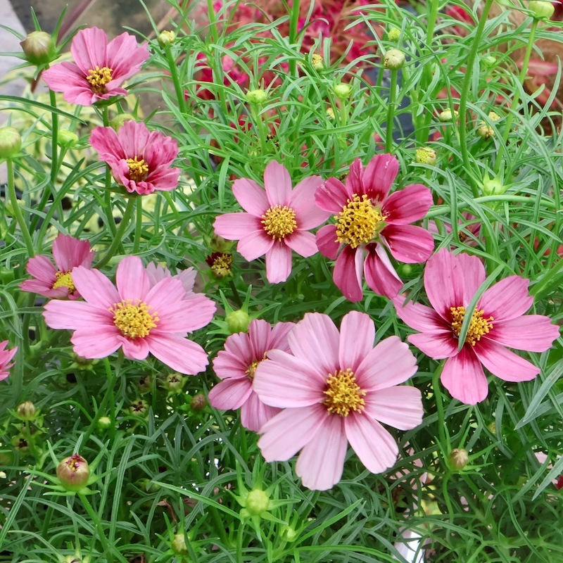 良苗入荷♪2から4本植え☆コスモス「アンティキティ」(3号ロングポット)