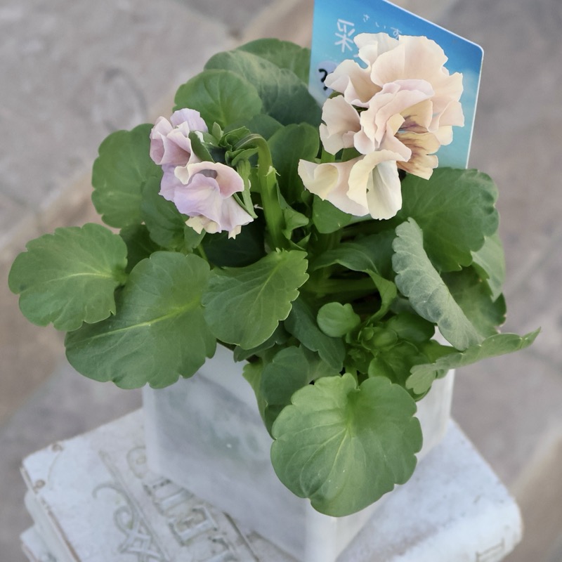 現品1点限り☆2025年NEWの希少品種☆フリルパンジー「彩翠華(さい