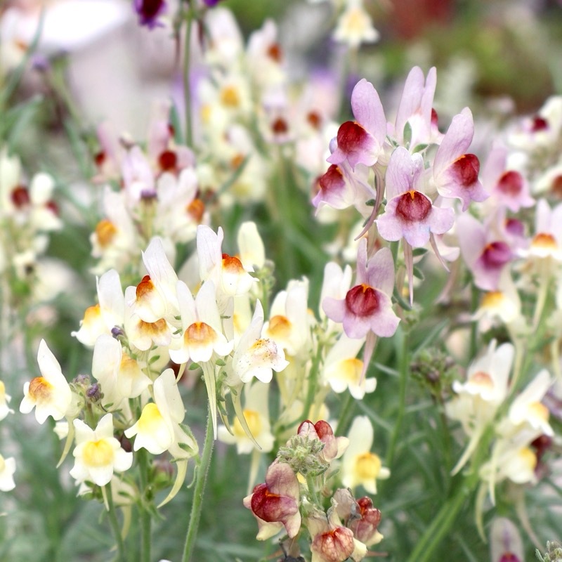 秋まで開花の多年草☆リナリア「ネオンライツ」淡めミックスカラー・1番