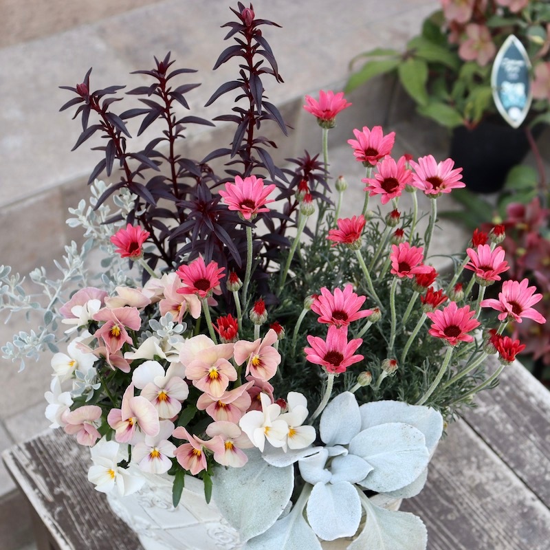 ボリューム満点☆蕾ぎっしり咲き始め株♪ローダンセマム「マーズ」