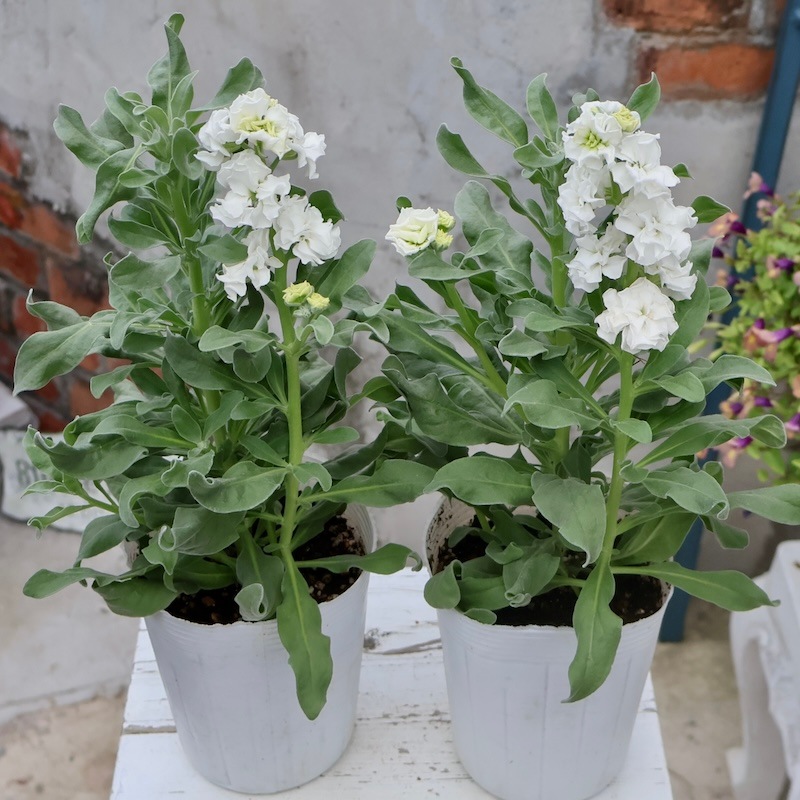 P. ‘White Hips' 株分 風散歩スペシャルの特大株☆八重咲きストック・ベイビー「ホワイト