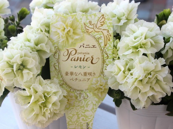 ◇ボリューム満点◇アンティークモカグリーン ペチュニア 5号鉢