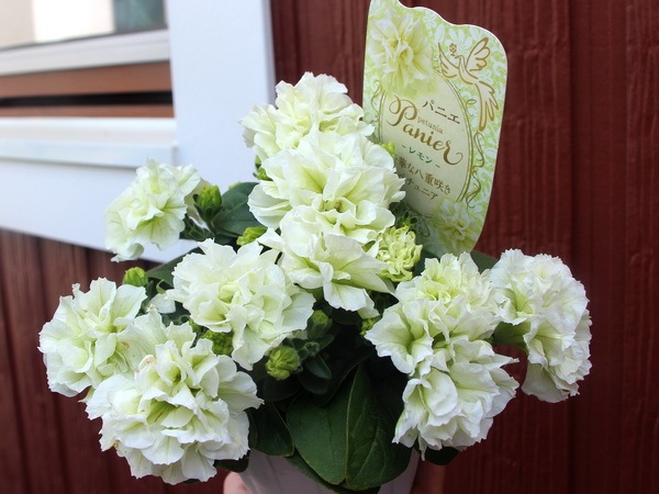 ラスト!!【ボリューム満点の特大超良株】芳香漂う八重咲きペチュニア