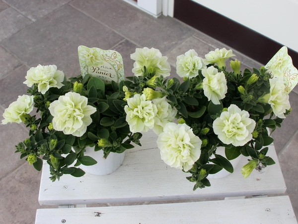 ラスト!!【ボリューム満点の特大超良株】芳香漂う八重咲きペチュニア