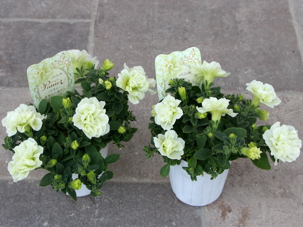 ラスト!!【ボリューム満点の特大超良株】芳香漂う八重咲きペチュニア