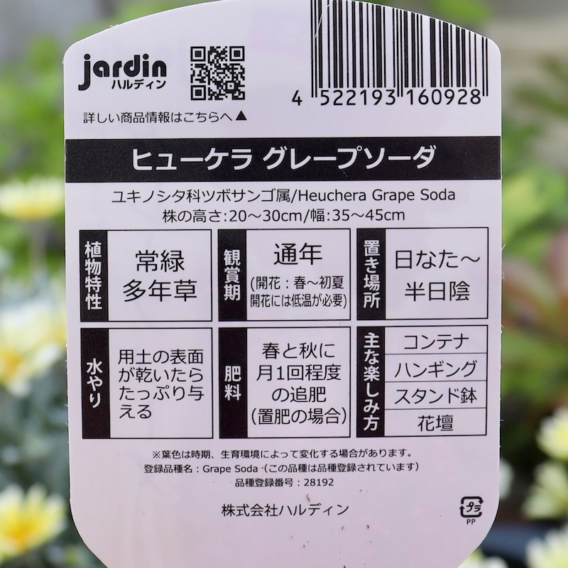 ハルディンさんのヒューケラ「グレープソーダ」(3号ロングポット)