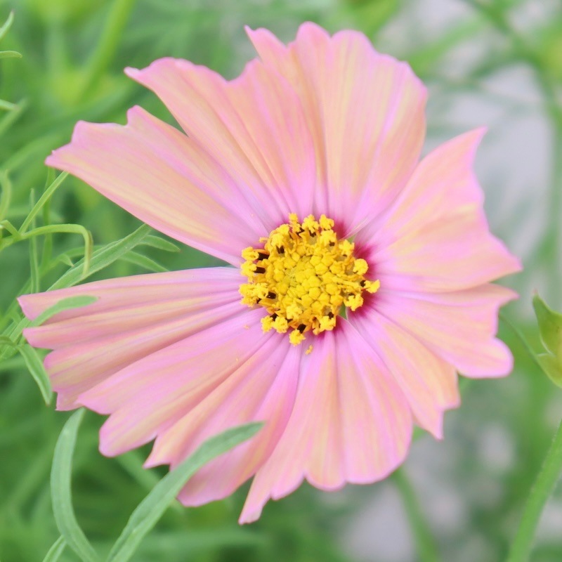 コスモスページです！ 20251021-OYO1I50042-1.jpg?type=ogp