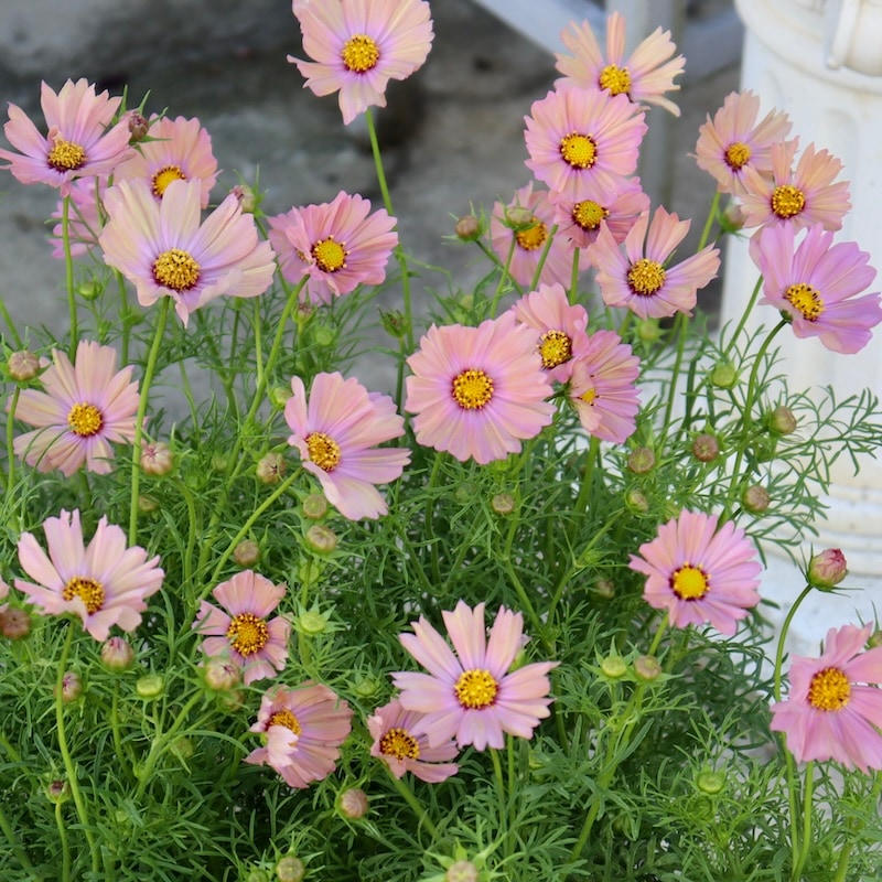 蕾から咲き始め♪コスモス「キャンパスオレンジ」【4号鉢物】