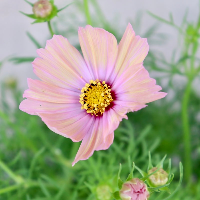 蕾から咲き始め♪コスモス「キャンパスオレンジ」【4号鉢物】