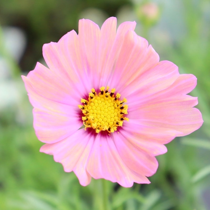 蕾から咲き始め♪コスモス「キャンパスオレンジ」【4号鉢物】