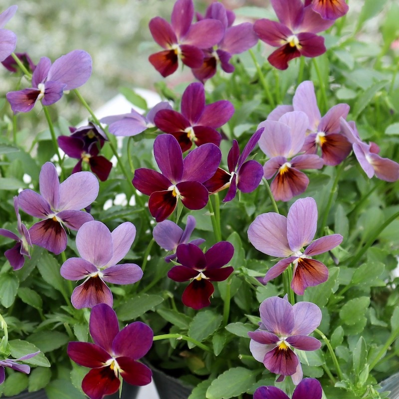 希少 切花品種 テス 大苗 希少 切花品種 テス 大苗 希少 切花品種 テス 大苗 - メルカリ