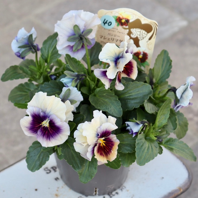 画像で色を選べる!!うえたパンジー「マシェリマダム」＜40番＞