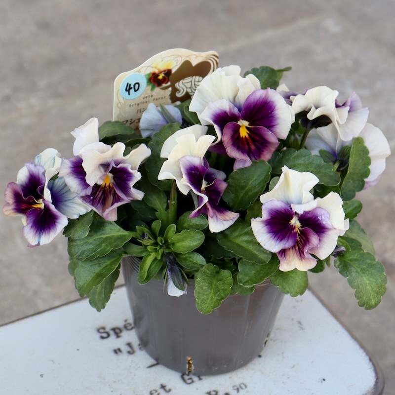 画像で色を選べる!!うえたパンジー「マシェリマダム」＜40番＞
