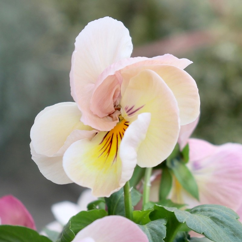 ドイリー1104❤️パンジーと八重咲き花✨2枚以上で2680円❣️ レース