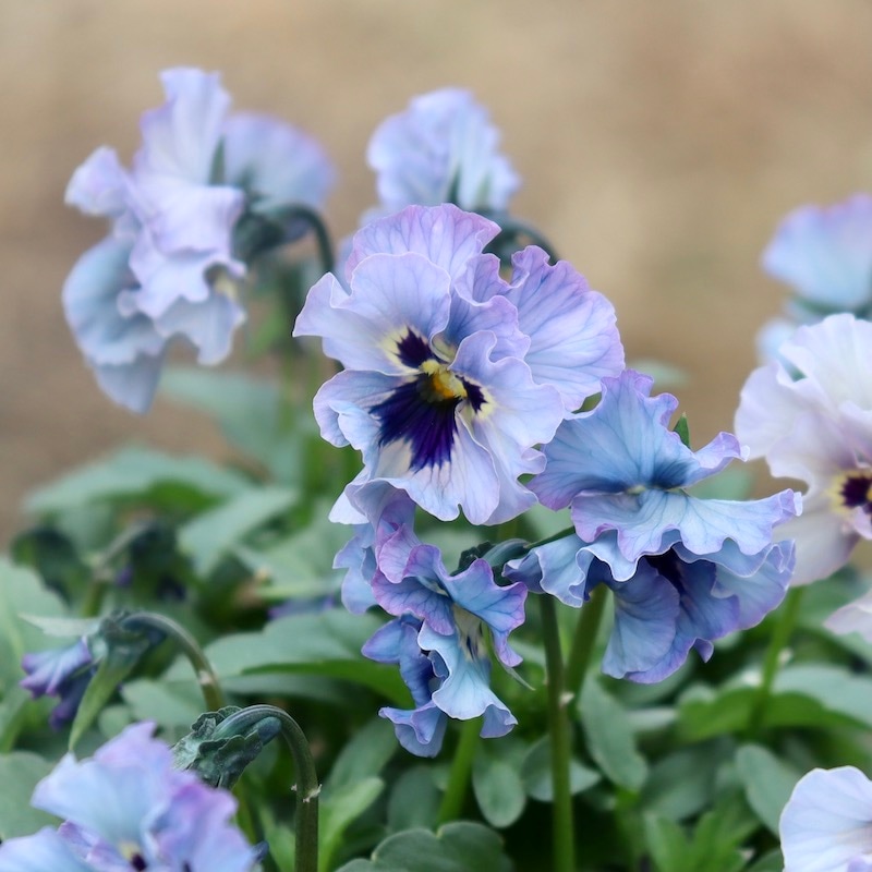 特大☆画像の現品!! 石川園芸さんのビオラ「レディ」スペシャル＜SP11＞