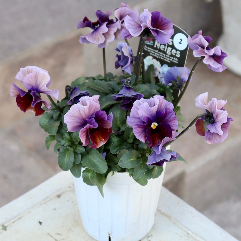 激レア品の限定販売】現品1点限り☆桂楓園さんのパンジー「フェデ