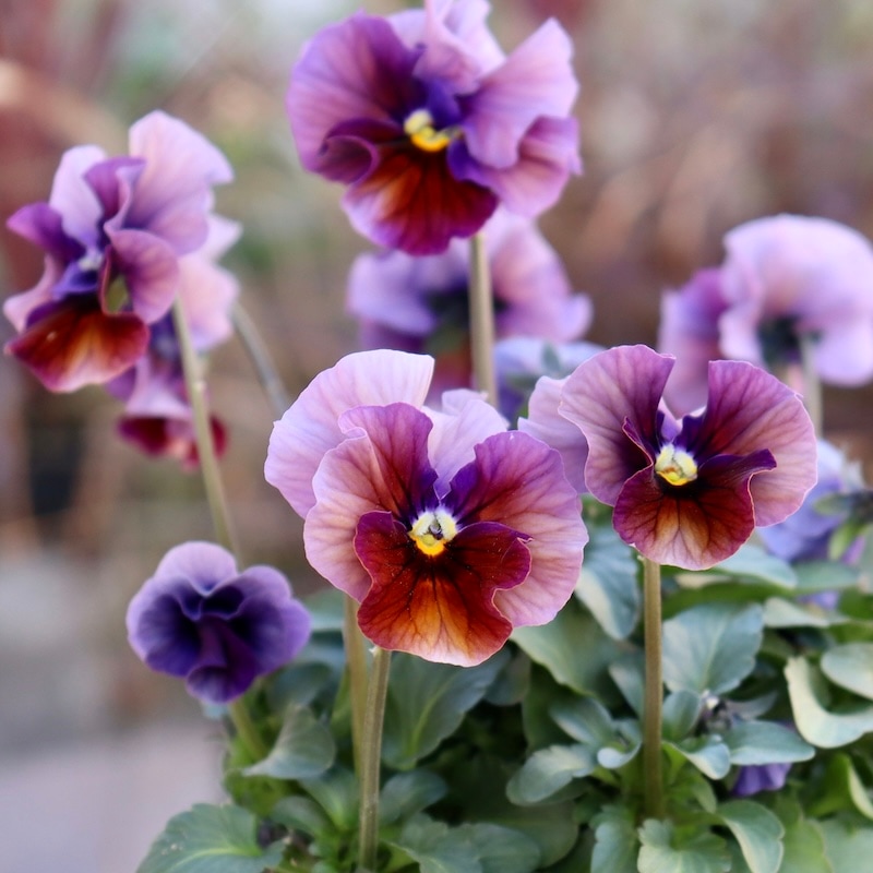 激レア品の限定販売】現品1点限り☆桂楓園さんのパンジー「フェデ