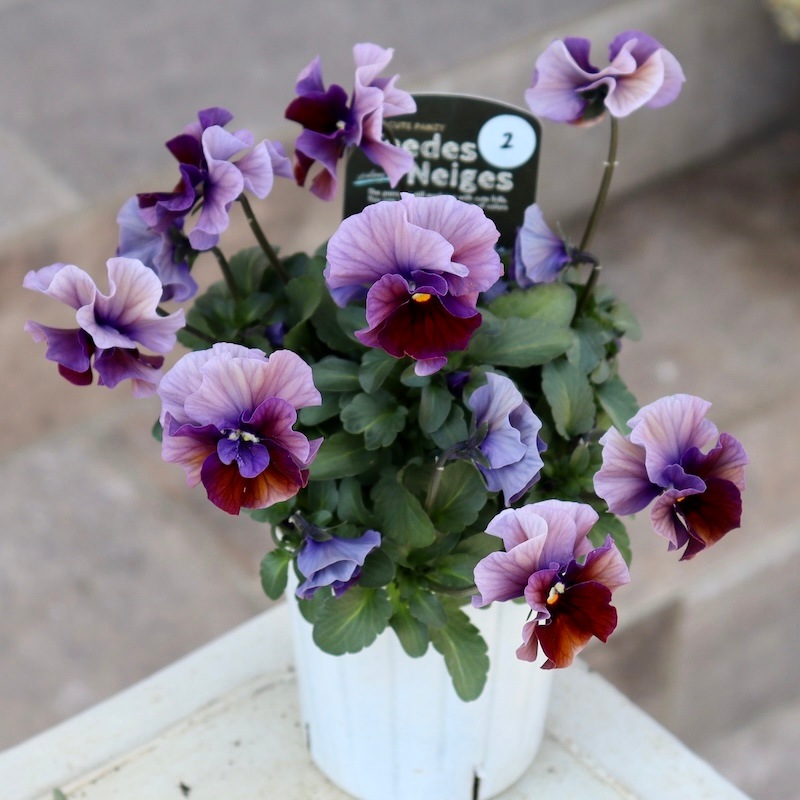 5_000000008255.jpg?1735120550