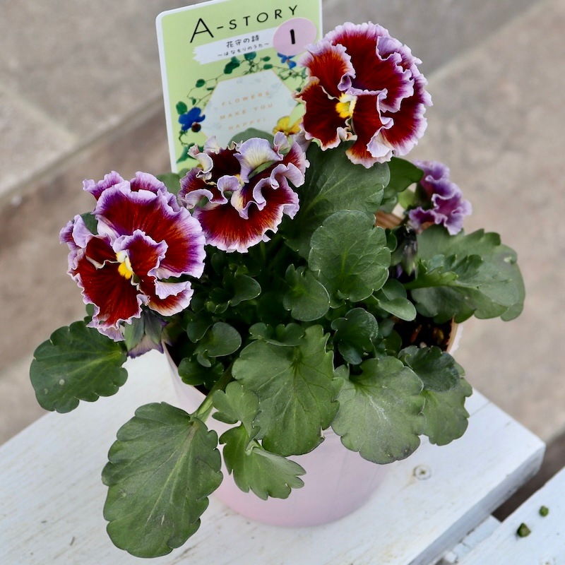 希少品】現品1点限り!! 石村あさみさん育種パンジー「A-STORY・花守の