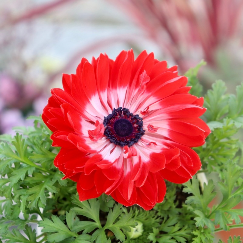 超八重アネモネ「りりか」の寄せ植え