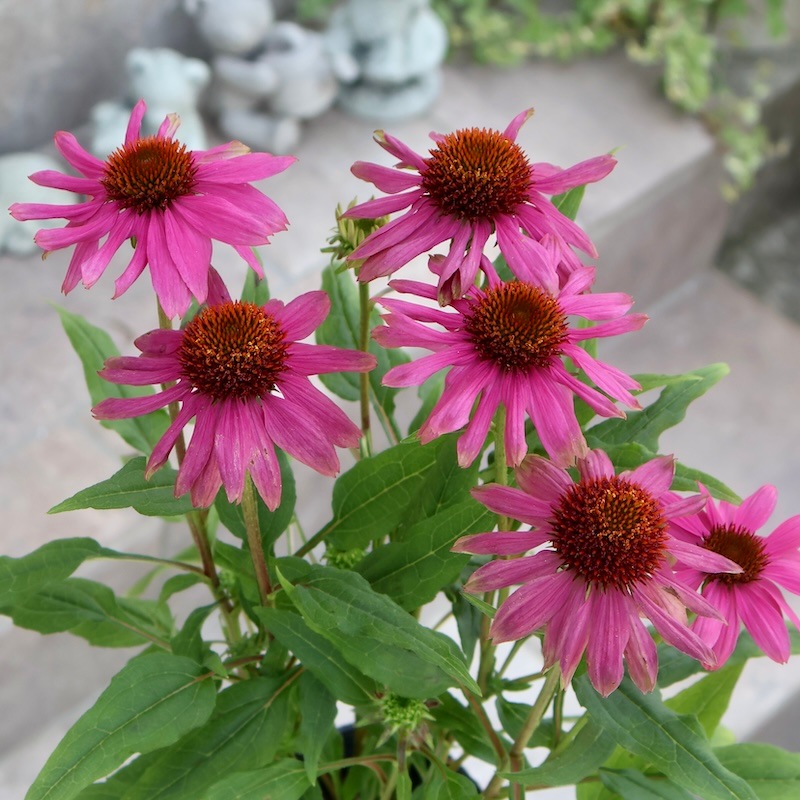 大株苗☆【秋まで咲き続ける多年草】エキナセア・パウワウ「マジェンタ