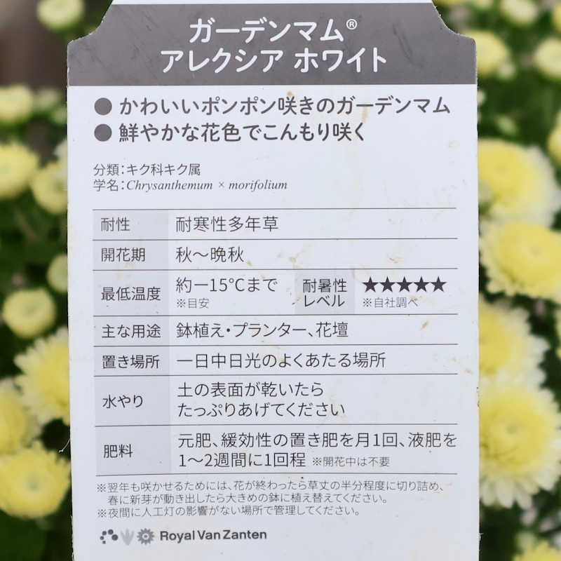 ぽんぽん咲き！花束のようなかわいいマム 16 i 現品発送致します 花束