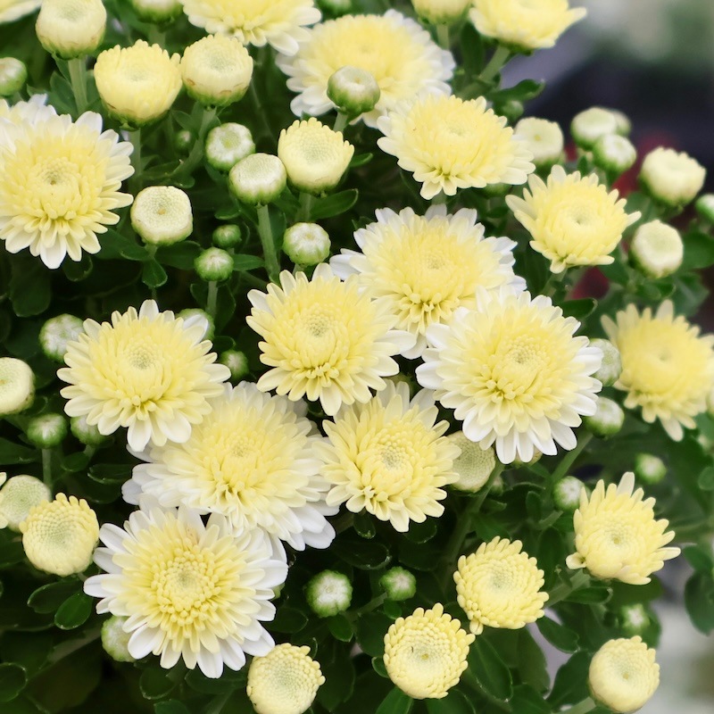 【未開封】白菊と黄菊ですが、それが何か 2025年NEW☆ガーデンマム・アレクシア「ホワイト」(3.5号ポット)