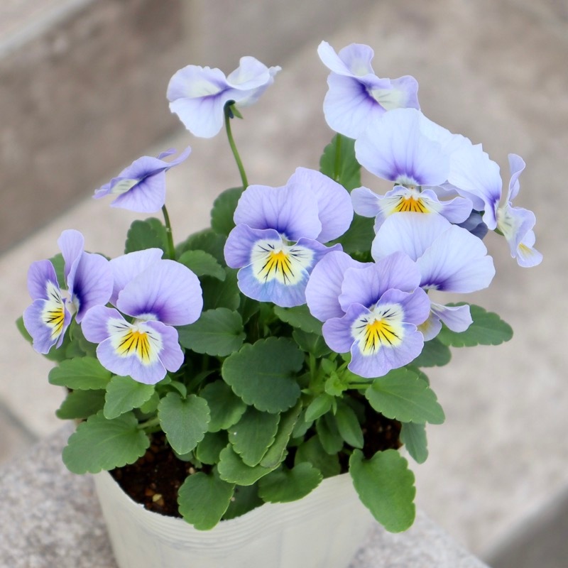 お値下げしました。 風藍　大苗　白い花 花付き抜群☆パンジー「ウォータリーアイズ」色幅のお色お任せ2株