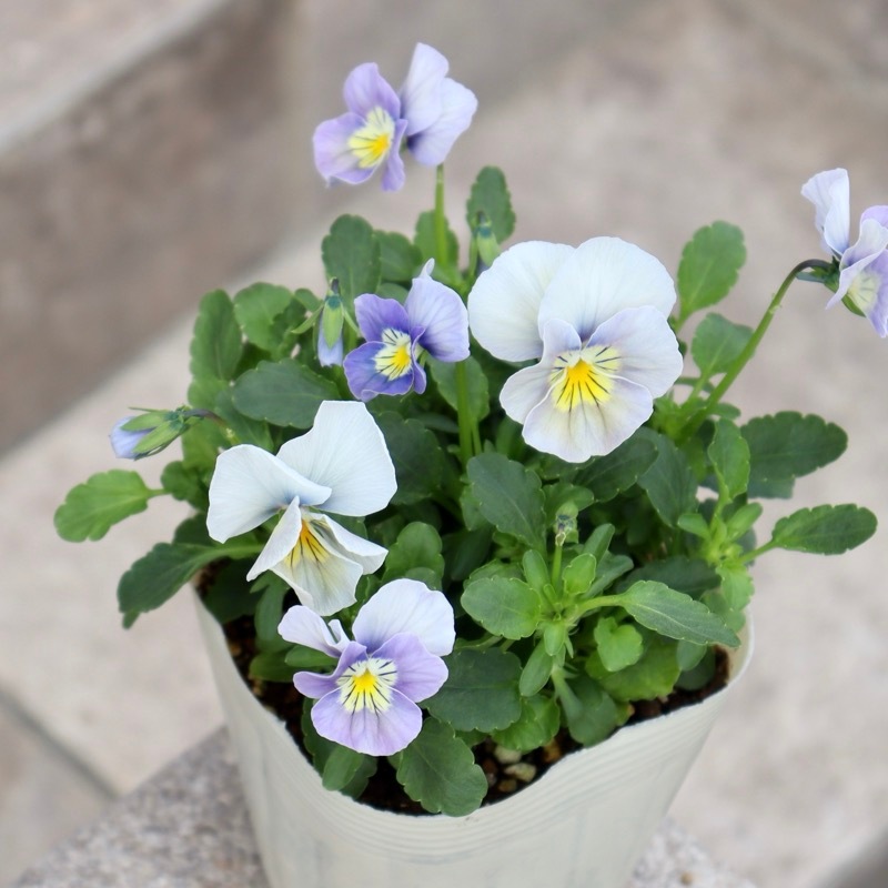 花付き抜群☆パンジー「ウォータリーアイズ」色幅のお色お任せ2株