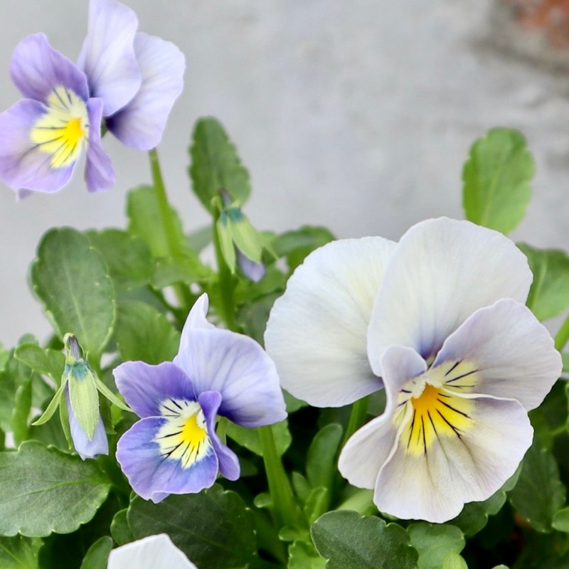 花付き抜群☆パンジー「ウォータリーアイズ」色幅のお色お任せ2株