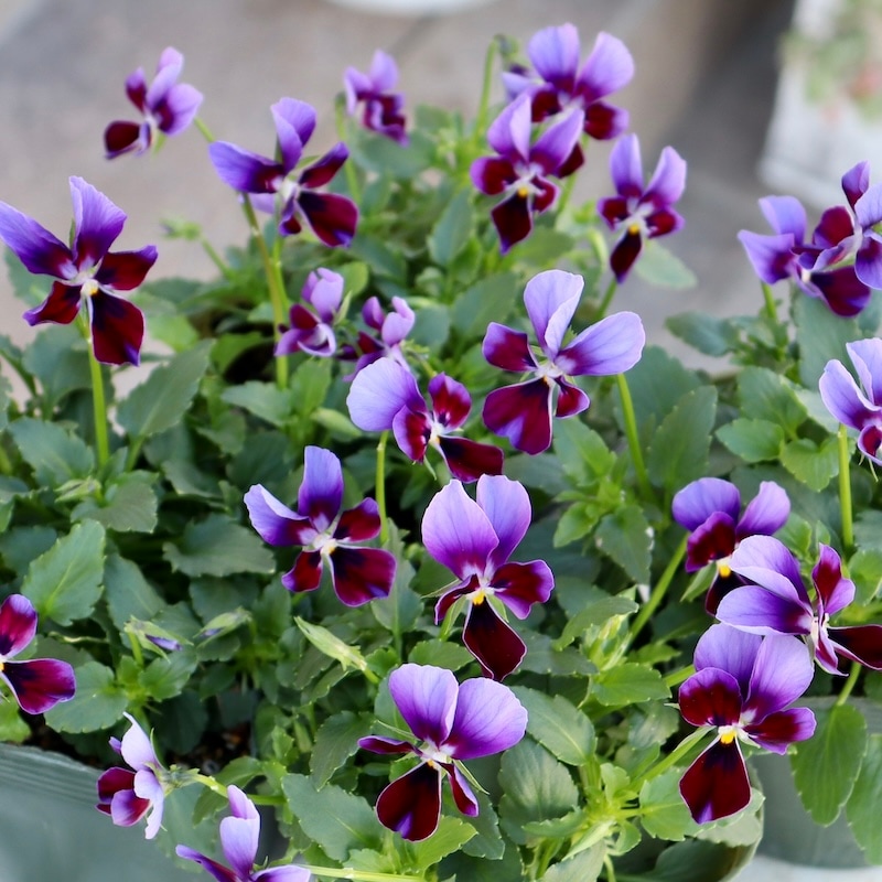 Serge Marjisse【エコルとひなげしの花】肉質画 UESHIMA MUSEUM COLLECTION