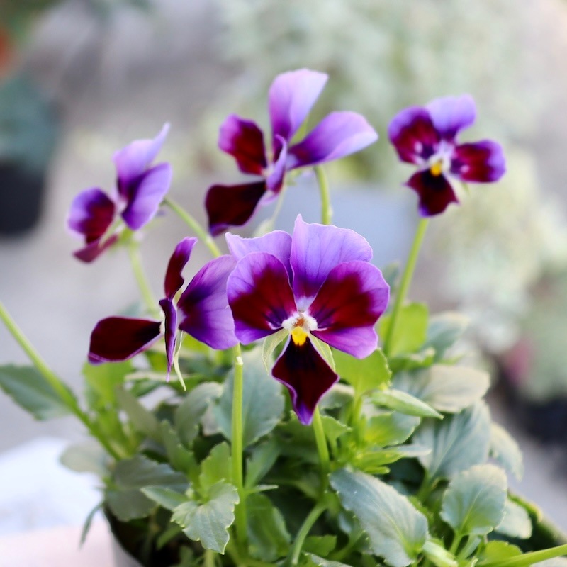 赤褐色 ビオラ本体 Green Farmv Village(奥田園芸)さん育種のときめき