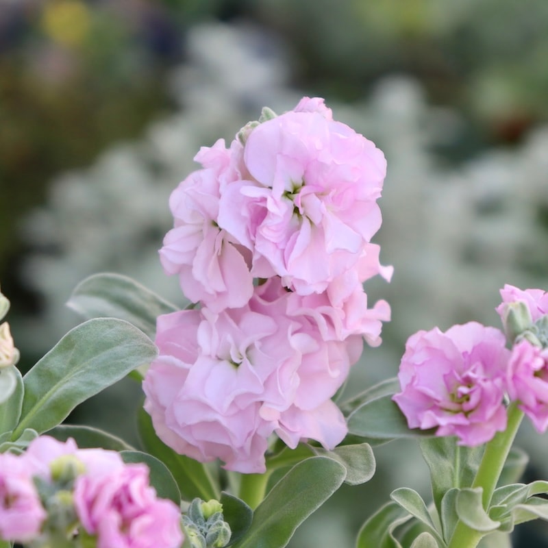 オススメの開花株♪八重咲きストック・ベイビー「ラブリーピンク」(3.5