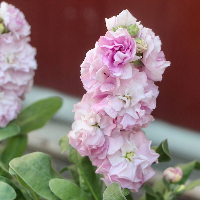 オススメの開花株♪八重咲きストック・ベイビー「ラブリーピンク」(3.5