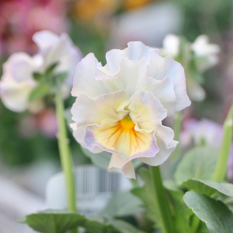画像で花色を選べる!!花日和さんのフリル咲きパンジー「シエルブリエ