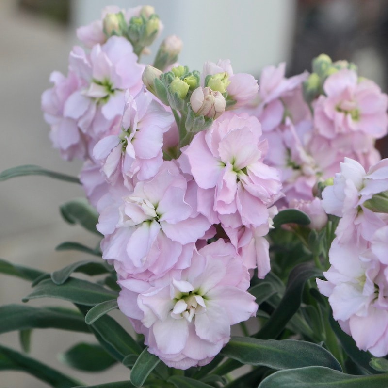 超希少☆ゲブラさんオリジナル☆八重咲きストック・アングレーズ