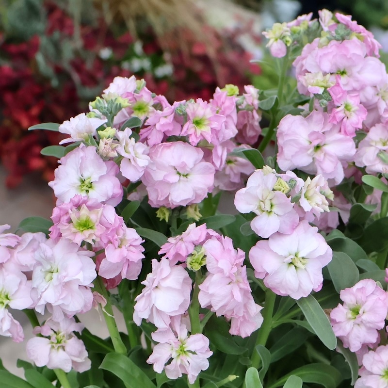 超希少☆ゲブラさんオリジナル☆八重咲きストック・アングレーズ