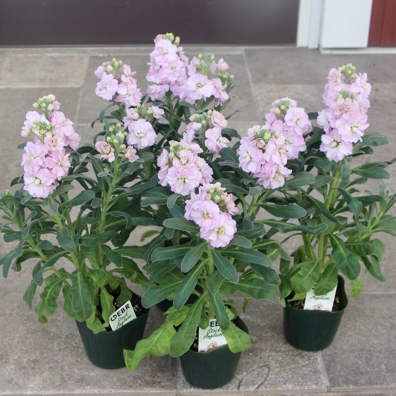 超希少☆ゲブラさんオリジナル☆八重咲きストック・アングレーズ