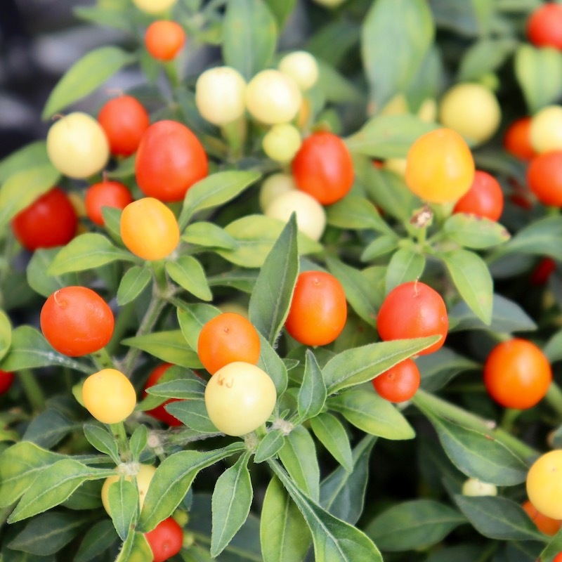 25_000000006256.jpg?1696083420