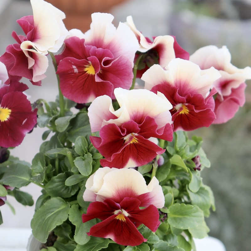 画像で花色を選べる!! うえたビオラ 2023年度試験品種〈1-6〉